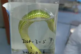 天气转暖蛇出没，深圳女子被毒蛇咬伤，医生紧急提醒图片