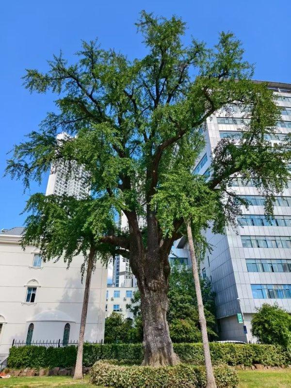 一路可赏多棵百岁古树，武汉推荐6条古树特色游线