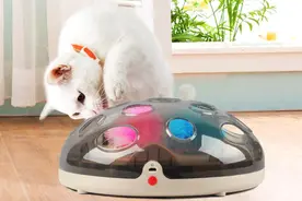 宠物智能用品热销 追求更高质量的“人宠互娱”体验图片