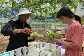 沿河：葡萄喜丰收 采摘正当时图片