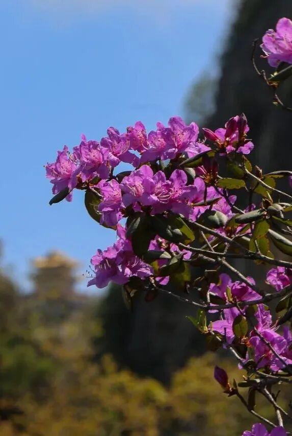 四月赏花图鉴，赴一场山花烂漫的仙境之约~