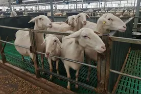 让湖羊成为“致富羊”| 现场评论·新春走基层图片