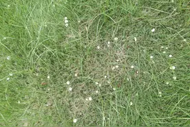 密密麻麻，多地已出现！杭州疾控紧急提醒图片