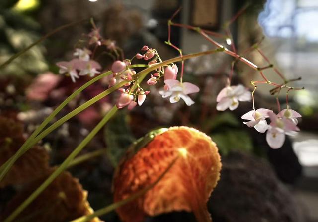 赏花看展淘文创！国家植物园邀您共享“一站式”春日快乐