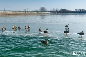 冬日黄河故道：人与自然共绘“生态画卷”图片