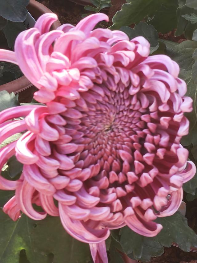 多图直击！第41届深圳东湖公园菊花花会开幕