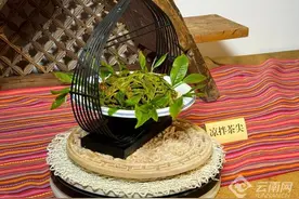 以茶入菜 云南双江拉祜族“响马茶餐”亮相昆明图片