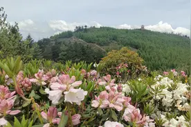 金阳第九届索玛花文化旅游节开幕，十万亩索玛花海助力文旅强县图片