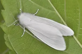 高峰期来了！阜阳要飞机施药！图片