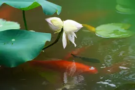 并蒂莲与锦鲤同框！玄武湖赏荷正当时图片