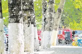 给树木做“变性手术”、用有机物覆盖地表……防治花粉飞絮 远离“会呼吸的痛”图片