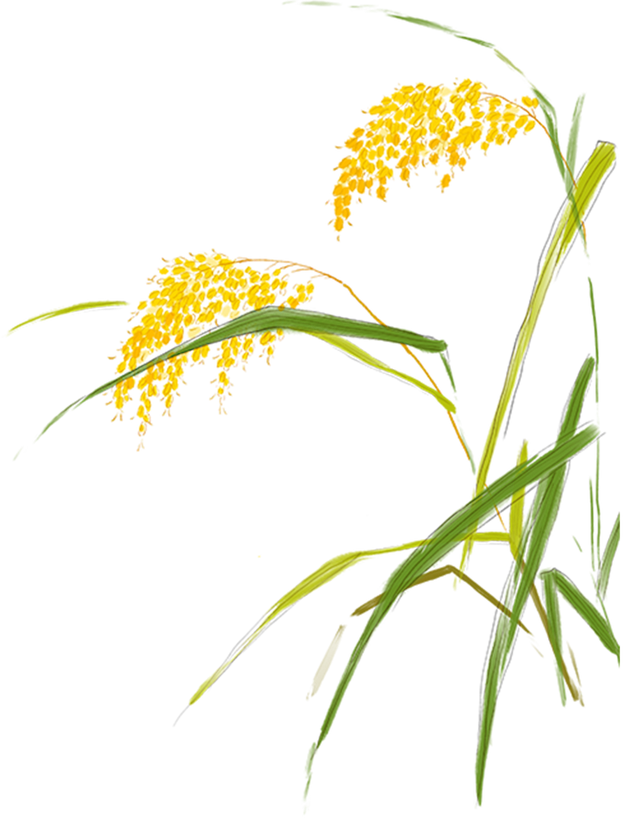 高大尚平谷｜走进平谷科技小院，寻找佛见喜梨的科技密码！