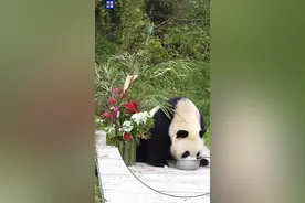 “秦华”4岁啦~它的爸爸是棕色大熊猫“七仔”图片