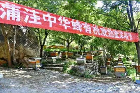 房山深山中已经实现科技养蜂？图片