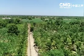 总台记者看世界丨巴西小镇阿波迪 来了中国农技师图片