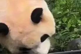 向大熊猫福宝扔椅子？基地通报：终身禁入图片