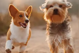 用AI翻译“狗语”，准确率高达81.5%！这个能让狗子说话的AI产品火了图片