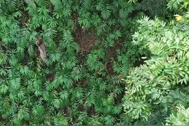 雨林徒步？这也太刺激了吧图片