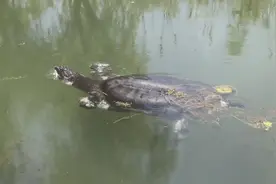 ‌比大熊猫更濒危！十万悬赏寻找斑鳖图片