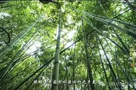 在镇雄的深山里，藏着这些宝贝……图片