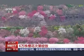 6万株樱花次第绽放 来赴一场春日赏樱之约图片