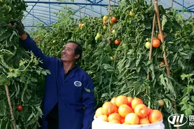 四川番茄种植第一大县米易  今年早春番茄产值预计超15亿！| 镜观四川图片