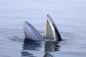 ‍‍两对布氏鲸母子现身广西涠洲岛海域图片