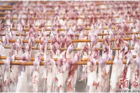 金厢鱿鱼：鲜美可口 以质取胜图片