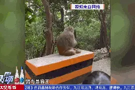 事发深圳一景区！女孩遭野生猴子咬伤图片