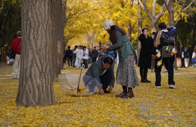 北京公园缓扫落叶让金秋美景超长待机至初冬