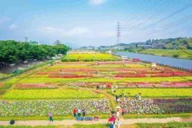 岭南花正开 赏花正当时图片