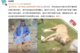伊拉克一男子被自己饲养的狮子吃掉：狮子吞食大部分遗体 已被警方击毙图片