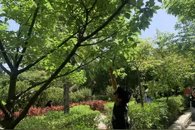 采摘花果、践踏草地、随意遛宠物……这些不文明行为，景区公园有点“伤”图片