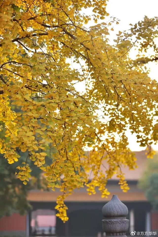 秦淮的银杏，悄悄黄了