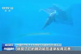 小江豚“满月”！豚妈：食量翻倍图片