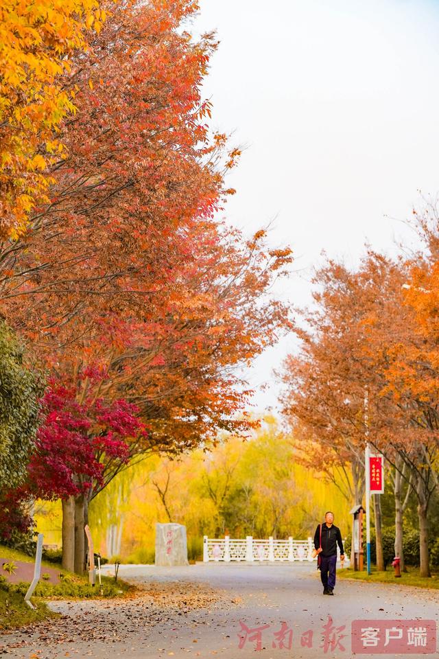 印象港区｜满目金黄，是秋写给冬的告白