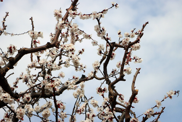 春归西董丨暗香浮动醉春光，梅花迎客踏春来
