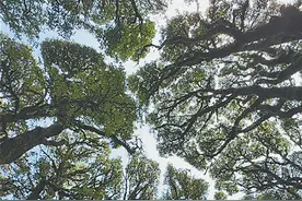 树木为何会相互“礼让”？图片