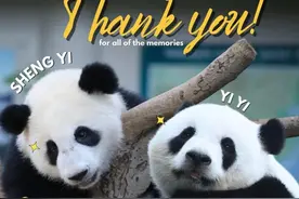 它们，今日回国！图片