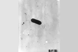 夏天，千万要重视这个“冰箱杀手”！图片