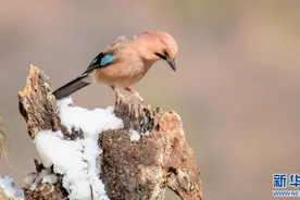 河南卢氏：低温下的山中“精灵”图片