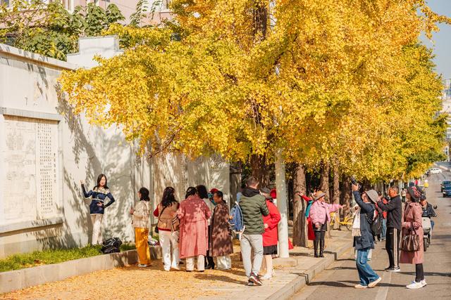 留住秋日这抹金黄，首义路银杏大道“落叶缓扫”