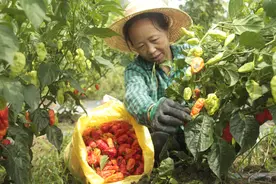 贵州三穗：辣椒丰收采摘忙图片