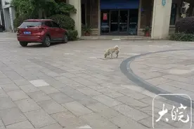 六安“狗坚强”终获新家：超市老板收留图片