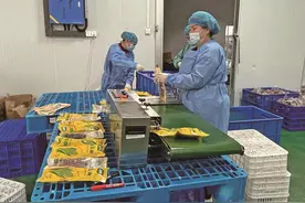 村企联合运营 发展糯玉米产业图片