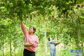 江西大余：百香果成致富“黄金果”图片