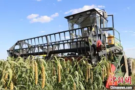 “中国超级产粮大县”5万亩谷子率先开镰收割图片