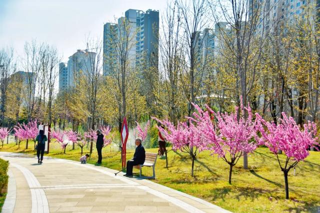 春色满城！定州藏不住的温柔与浪漫