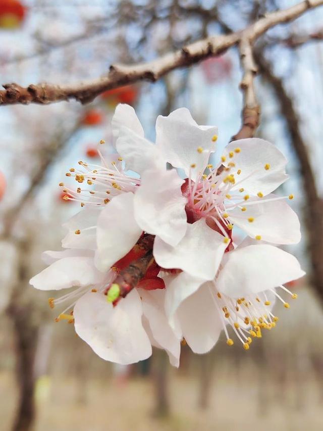 赴商河，赏花、垂钓、摘甜瓜……趣玩不重样