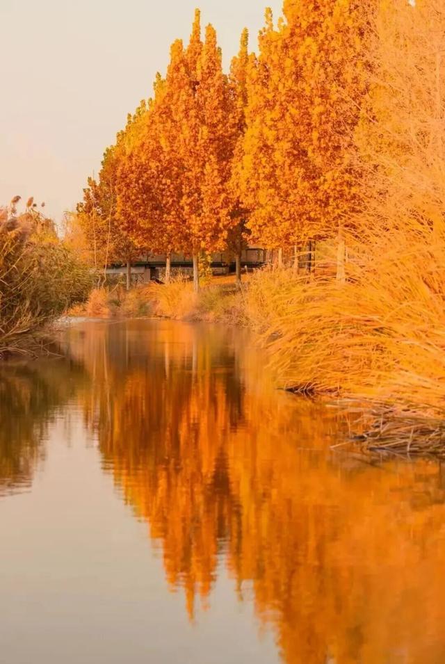 多彩京秋丨全市彩叶树变色率播报（2025.11.14）